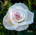 Sweet Lara rose photo