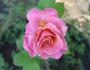 Almondeen rose photo