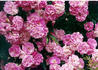 Roserie rose photo