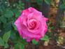 Editor Tommy Cairns rose photo