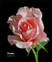 Piroschka ® rose photo