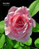 Grace Note rose photo
