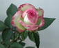 Lady E'owyn rose photo