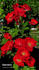 Espéranza rose photo
