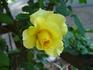 Yellow Blaze rose photo