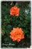 Orange Parfait ™ rose photo