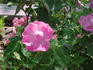Camellia Rose rose photo