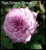 Elegance rose photo