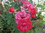 Ruby ™ rose photo
