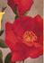 Kitchener of Khartoum rose photo