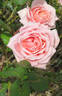 Betty rose photo
