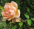 Helen Traubel rose photo