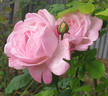 The Doctor rose photo