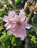 Blush Boursault rose photo