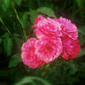 Rosarium Uetersen rose photo