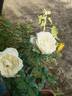 Tineke rose photo
