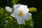 122R-5 x Gay Centennial #1 rose photo