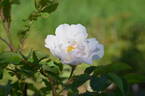 122R-5 x Gay Centennial #1 rose photo