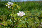 122R-5 x Gay Centennial #1 rose photo