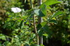 122R-5 x Gay Centennial #1 rose photo