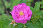 122R-5 x Gay Centennial #2 rose photo