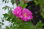 122R-5 x Gay Centennial #2 rose photo