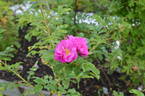 122R-5 x Gay Centennial #2 rose photo