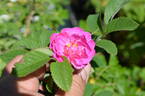122R-5 x Gay Centennial #2 rose photo