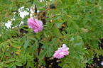 122R-5 x Prairie Sweetheart #1 rose photo