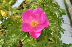 122R-5 x Prairie Sweetheart #2 rose photo