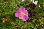122R-5 x Prairie Sweetheart #2 rose photo