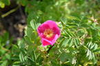 122R-5 x Prairie Sweetheart #2 rose photo