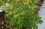 122R-5 x Prairie Sweetheart #2 rose photo