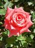 Orange Classic rose photo
