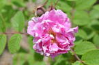 123B-3 x Louise Bugnet #1 rose photo