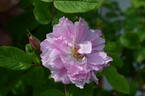 123B-3 x Louise Bugnet #1 rose photo