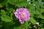 123B-3 x Louise Bugnet #1 rose photo