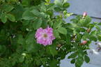 123B-3 x Louise Bugnet #1 rose photo
