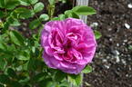 123B-3 x Louise Bugnet #2 rose photo