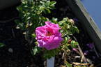 123B-3 x Louise Bugnet #2 rose photo