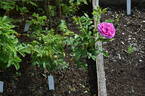 123B-3 x Louise Bugnet #2 rose photo