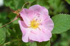 162o-1 x Gay Centennial rose photo