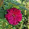 Sophy's Rose rose photo