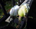 Gloire Lyonnaise rose photo