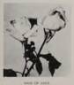 Maid of Gold rose photo
