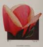 Comtesse Vandal rose photo