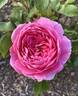 Madame Delbard rose photo