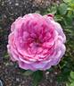 Madame Delbard rose photo