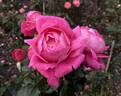Madame Delbard rose photo