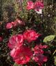 Festival Fanfare ® rose photo